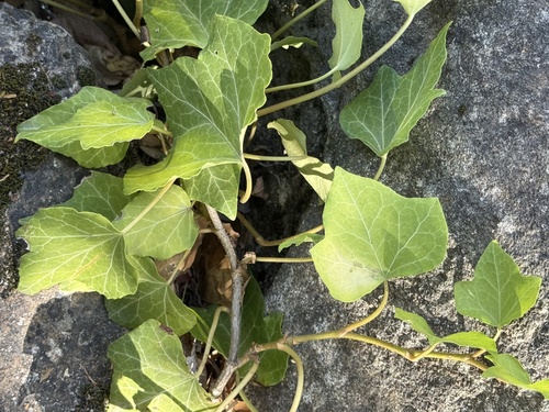 iNaturalist observation photo of ivies