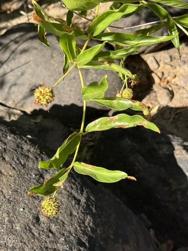 iNaturalist observation photo of buttonbush