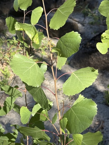 iNaturalist observation photo of poplars, cottonwoods, and aspens