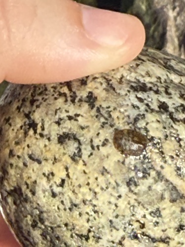 iNaturalist observation photo