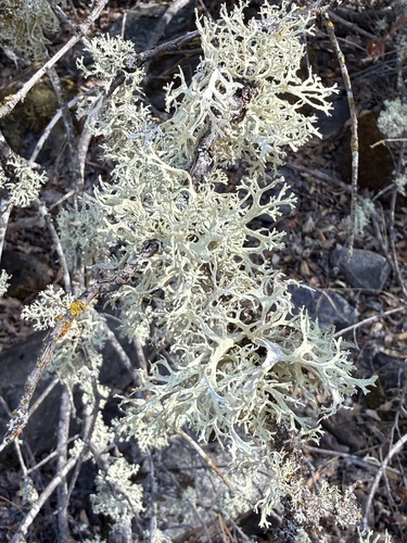 iNaturalist observation photo of Oakmoss