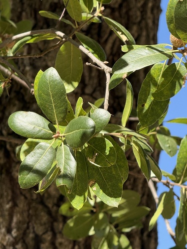 iNaturalist observation photo of oaks