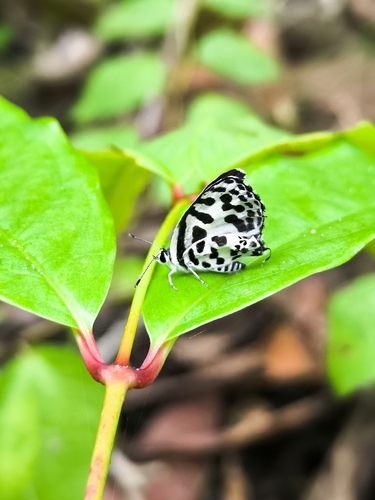 Common Pierrot