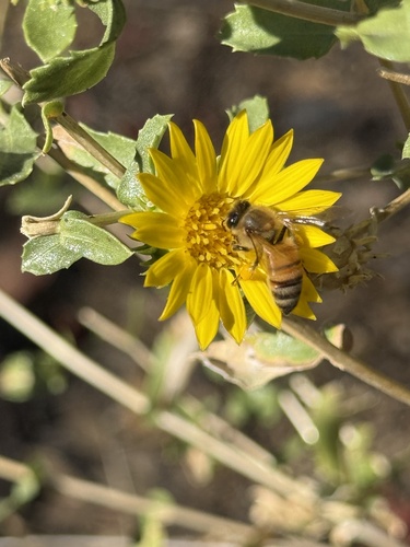 iNaturalist observation photo of Western Honey Bee