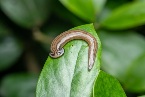 Diversibipalium cantori