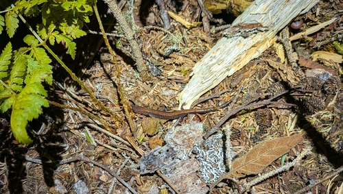 Eastern Red-backed Salamander