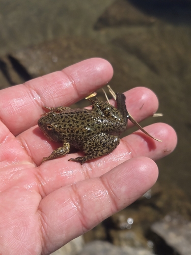 iNaturalist observation photo of Sierra Nevada Yellow-legged Frog