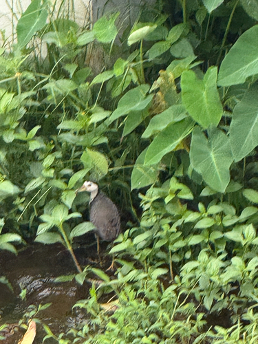 White-breasted Waterhen