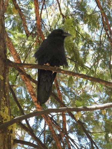 iNaturalist observation photo of American Crow