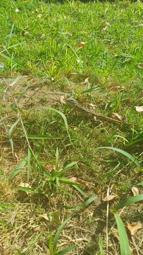 Indian Garden Lizard