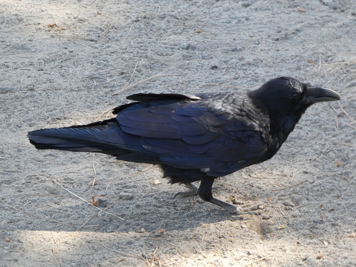 iNaturalist observation photo of Common Raven