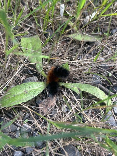 Isabella Tiger Moth