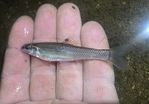 Bluntnose Minnow