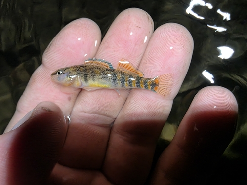 Orangethroat Darter