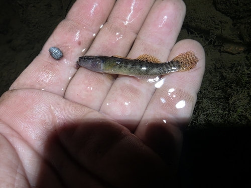Fantail Darter