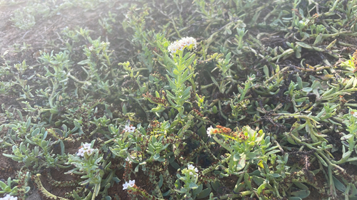 iNaturalist observation photo of alkali heliotrope