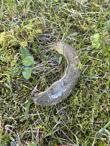 Pacific Banana Slug