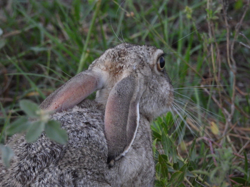 Black-tailed Jackrabbit observed by tombrownfollower