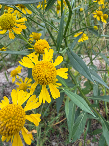 common sneezeweed