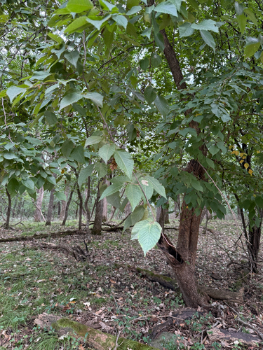 American hophornbeam