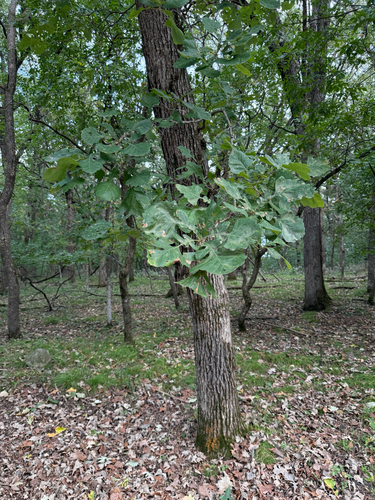 bur oak