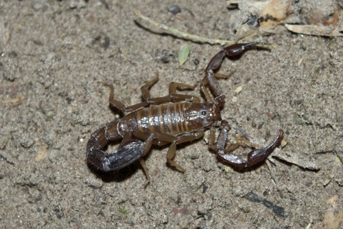 Intermediate Scorpion
