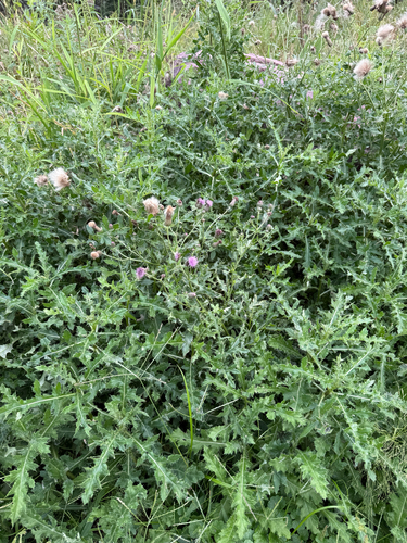creeping thistle