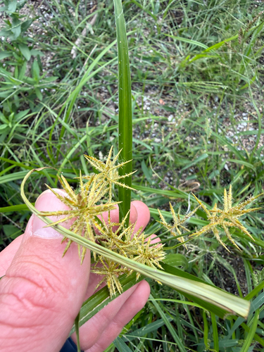 yellow nutsedge