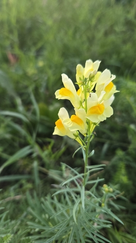 common toadflax