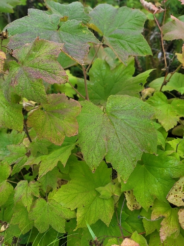 thimbleberry