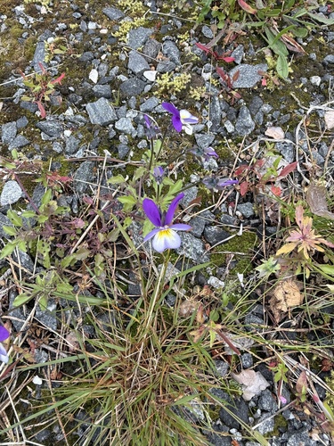 Wild Pansy