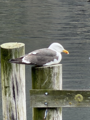 Lesser Black-backed Gull