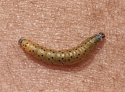 Dogbane Saucrobotys Moth