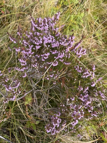 common heather