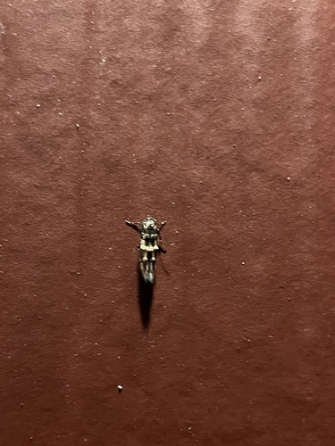 iNaturalist observation photo of Butterflies and Moths