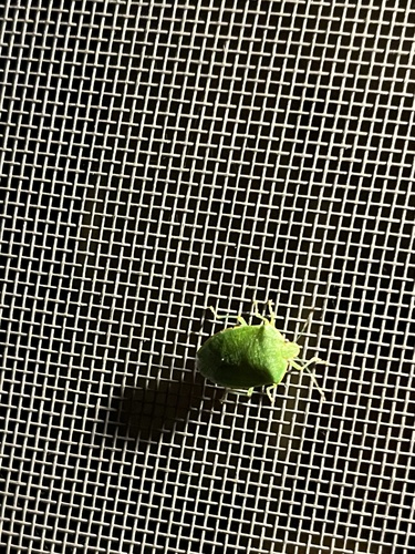 iNaturalist observation photo of Pentatominae