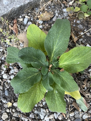 iNaturalist observation photo of purple foxglove