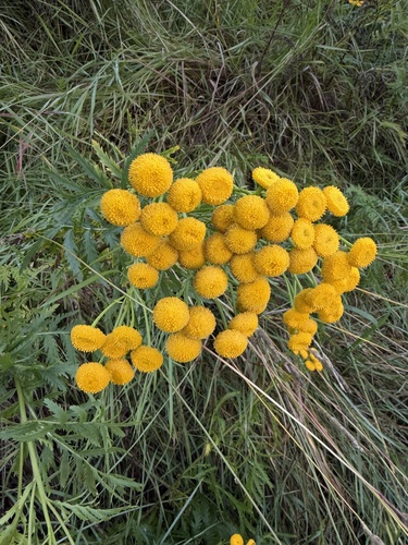 tansy