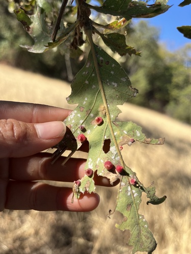 iNaturalist observation photo of Red Cone Gall Wasp