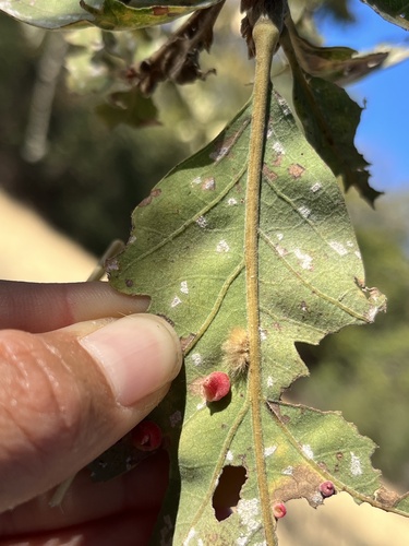 iNaturalist observation photo of Oak Gall Wasps