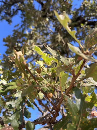 iNaturalist observation photo of Burnettweldia washingtonensis