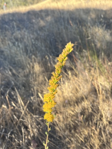 iNaturalist observation photo of goldenrods
