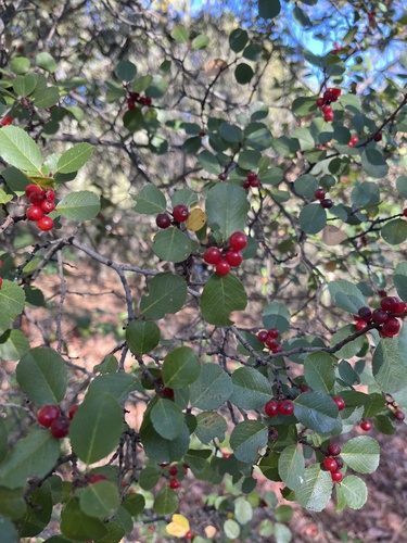 iNaturalist observation photo of hollyleaf redberry