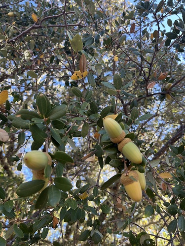 iNaturalist observation photo of canyon live oak