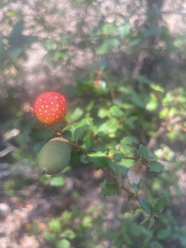 iNaturalist observation photo of Beaked Twig Gall Wasp