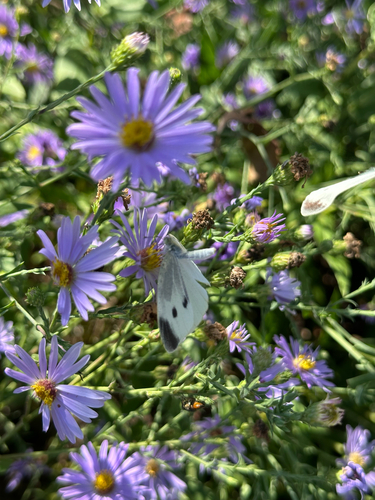 Small White