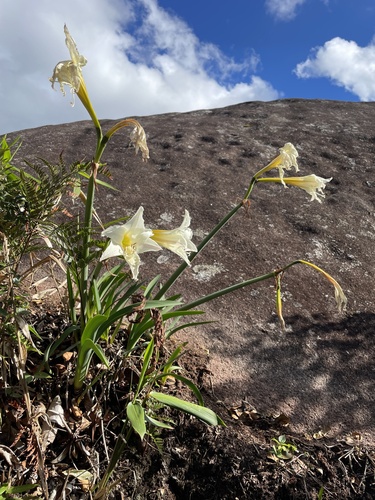 Hippeastrum brasilianum