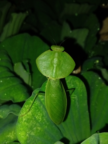 Asian Shield Mantis