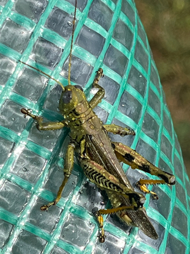 Differential Grasshopper