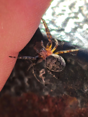 Ornamental Orbweaver